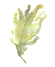 デュアルアルゲエキス(整肌成分)