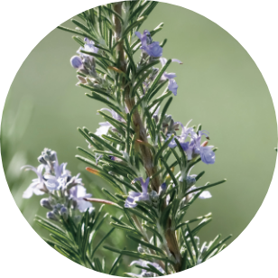 オーガニックローズマリー葉エキス