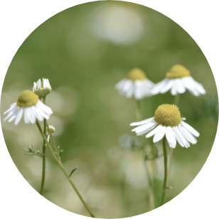 オーガニックカミツレエキス