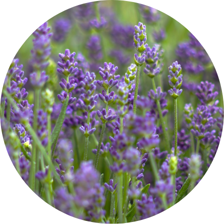 ラベンダー花エキス