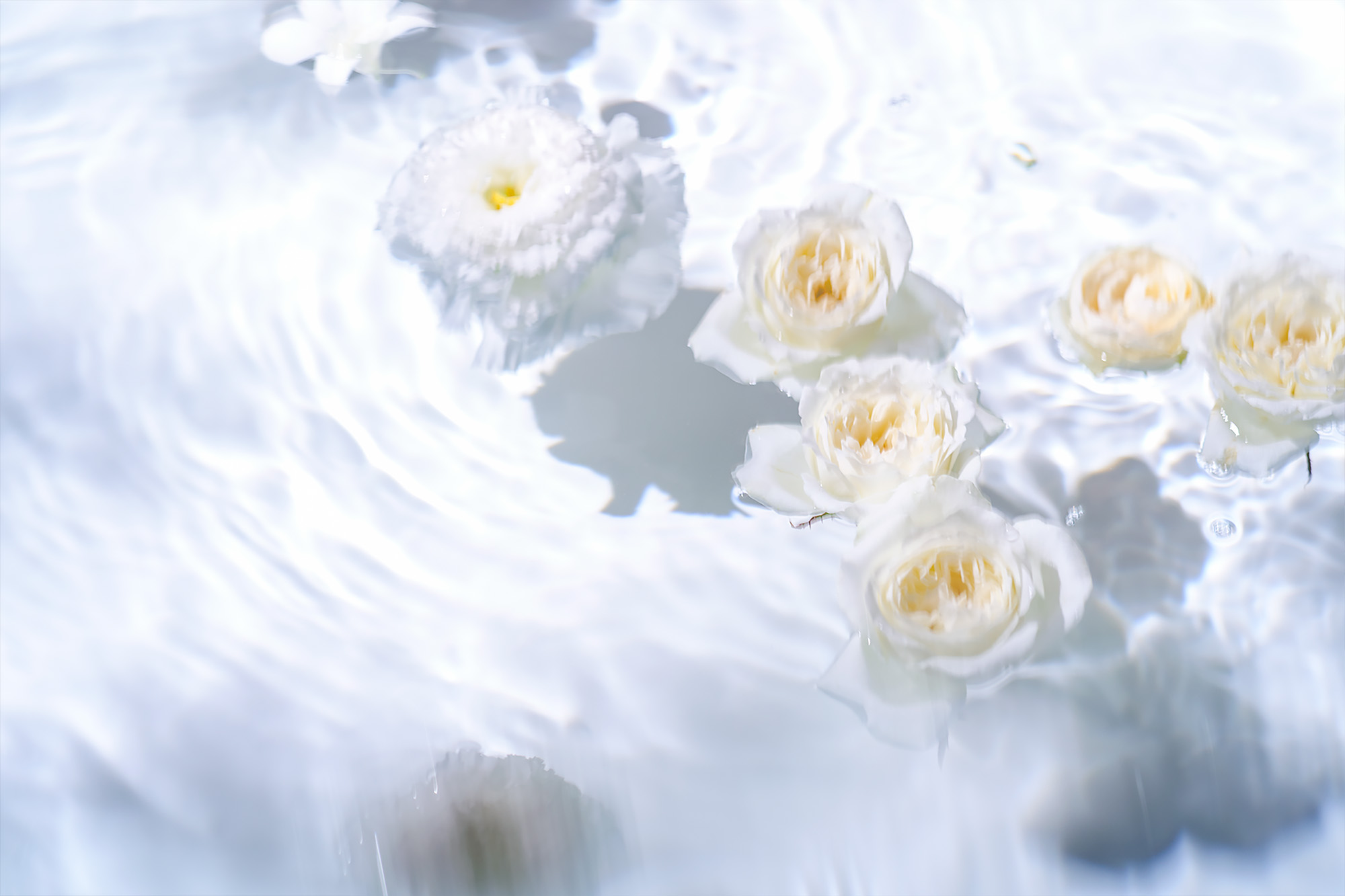 ウォーターガーデン