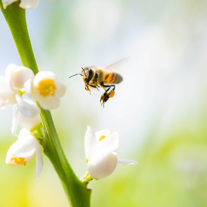 蜜蜂