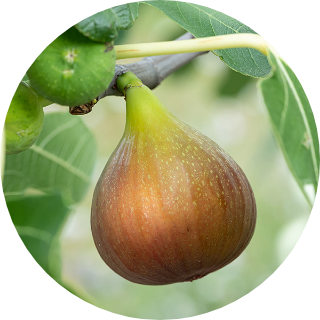 発酵イチジクエキス