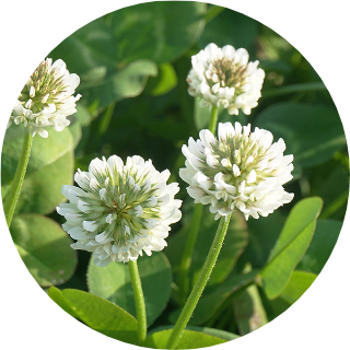 シロツメクサエキス